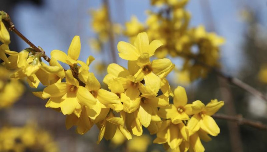 How to Plant Forsythia | Garden Guides