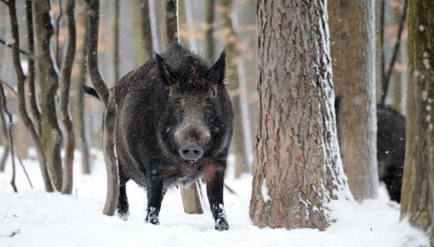 Wild Hog Hunting in Pennsylvania