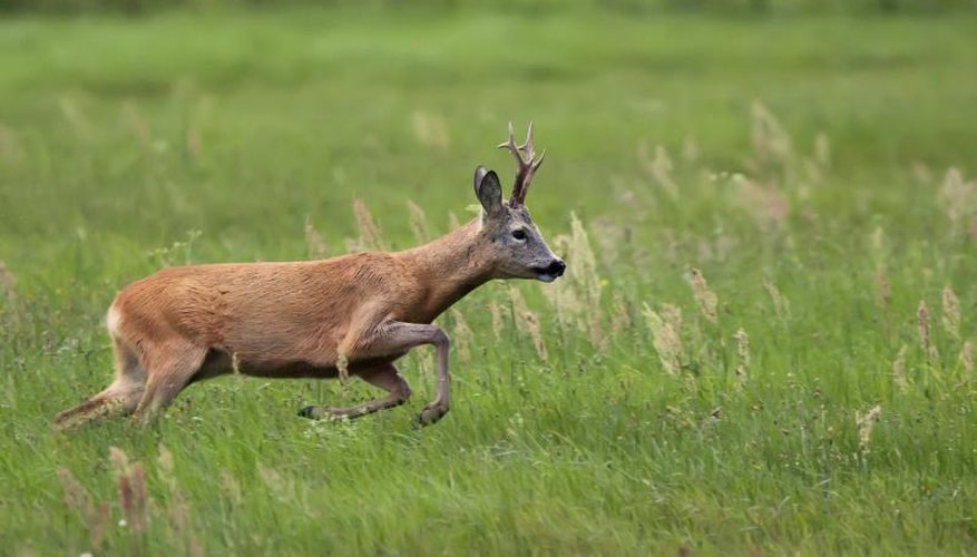 How to Fend Off a Charging Deer