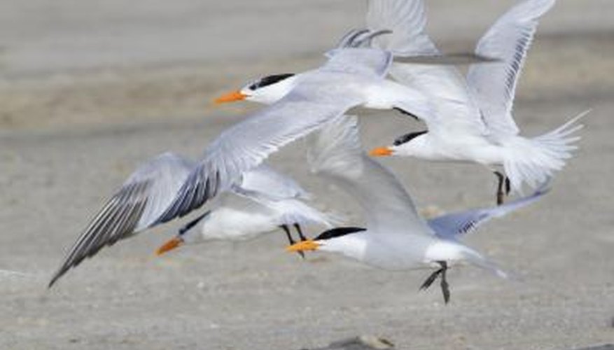 How to Camp in Crystal Beach, Texas