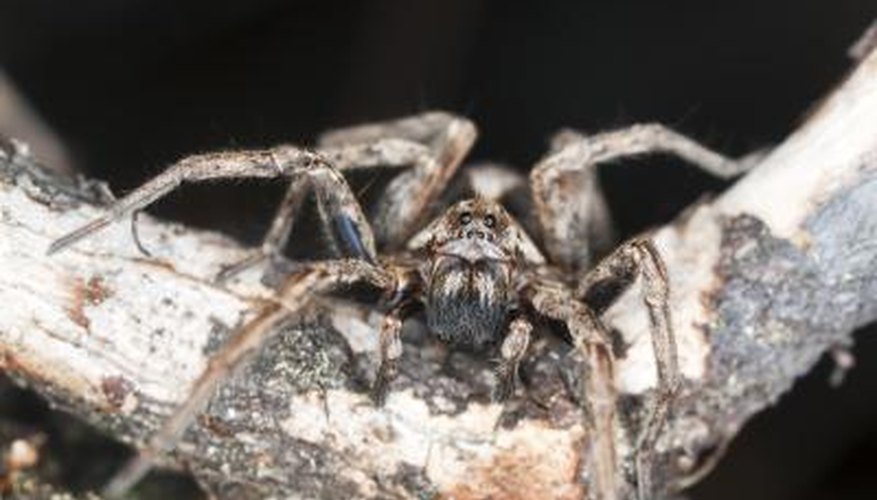 Photo Credit: Henrik_L/iStock/Getty Images Big Native Spiders in Wisconsin