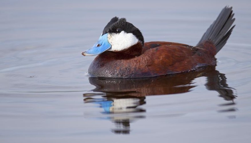 Types of Ducks in South Carolina