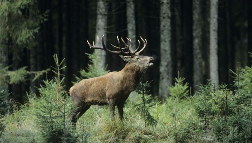 Good Elk Hunting Spots in Oregon