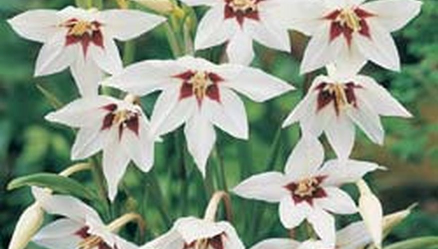 Acidanthera (details) Garden Guides