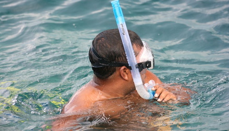 Snorkeling in Marco Island, Florida