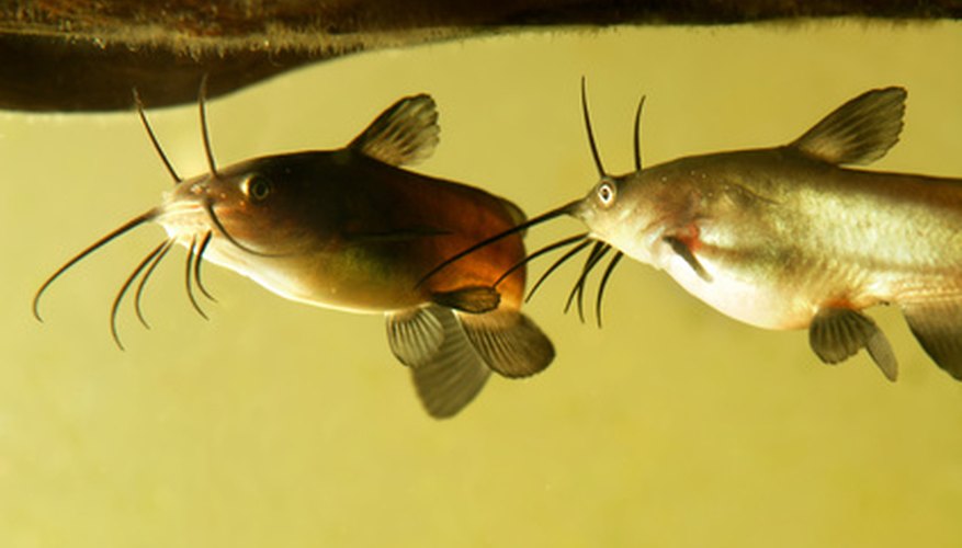 Catfish Fishing in the Spring