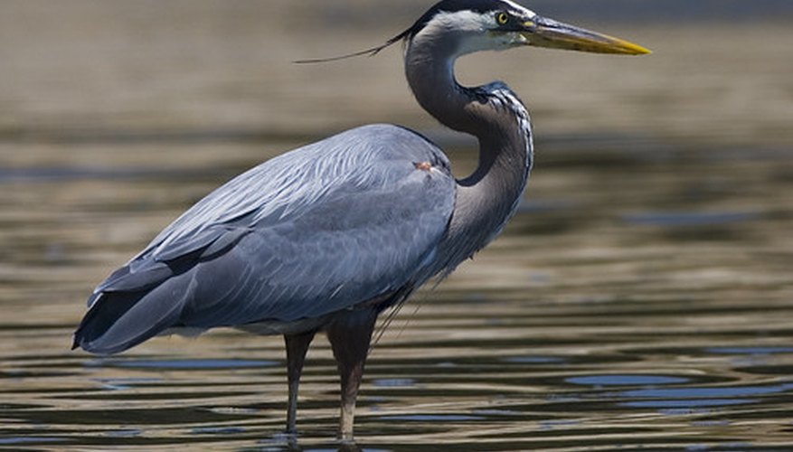 Image result for great blue heron pics