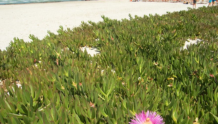 Why Is the Ice Plant Bad? | Garden Guides