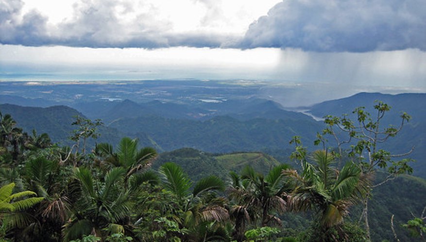 Las ranas de cristal se encuentran en las regiones tropicales montañosas.