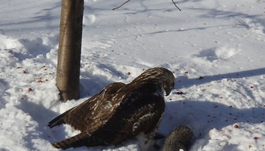 Los halcones son aves carnívoras.