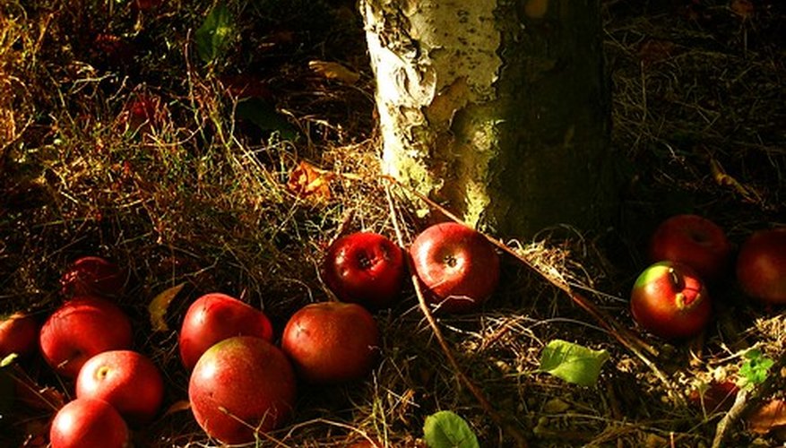 La teoría de la manzana podrida.