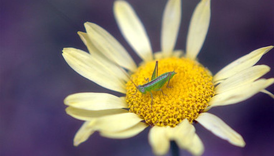 what-do-grasshoppers-eat-sciencing