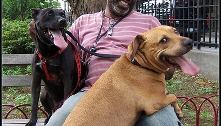 Dos perros que compiten por la atención de su dueño.
