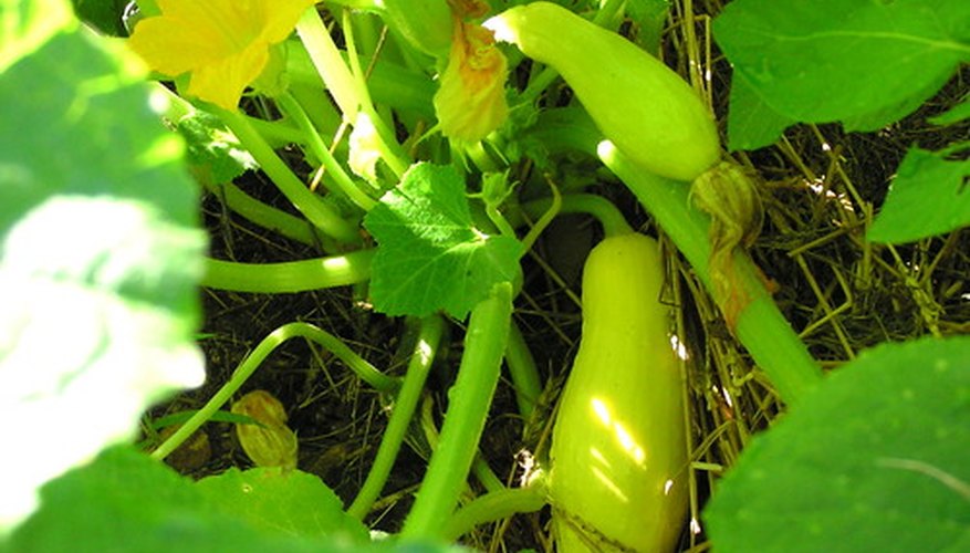 The Life Cycle of a Squash Plant | Garden Guides