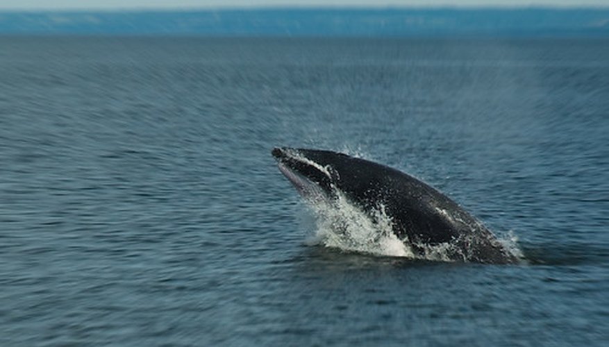 Las ballenas viven en los océanos de todo el mundo; desde el ártico a los trópicos.