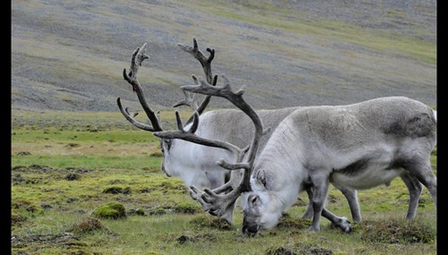 Differences Between the Grassland & the Tundra | Sciencing