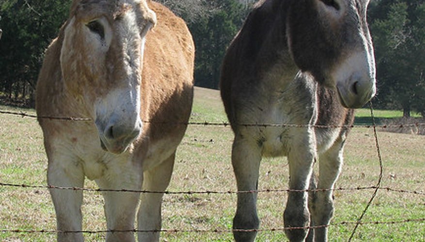 Los burros necesitan zanahorias.