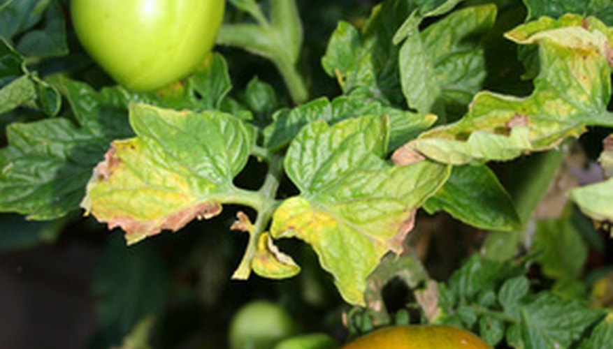 Soap-Shield for Rust Disease on Tomato Plants | Garden Guides