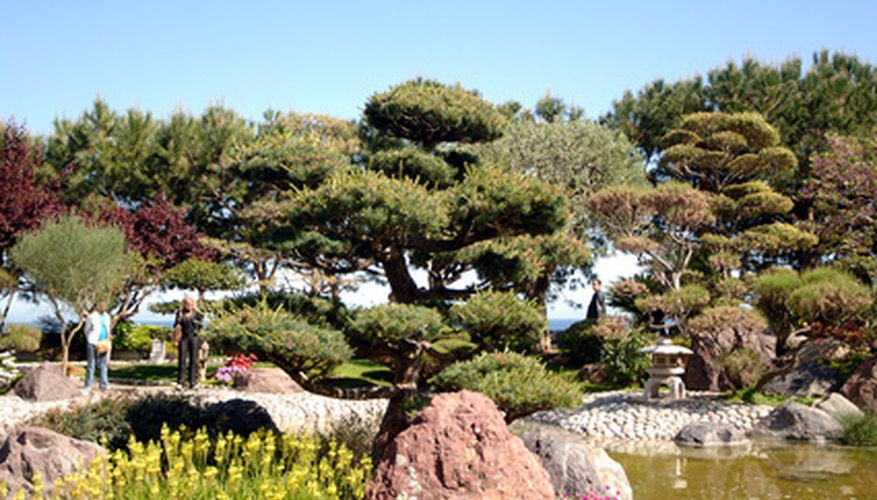 Japanese Rock Garden Plants | Garden Guides