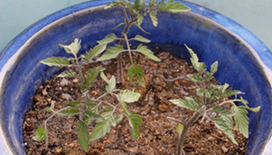 fertilize tomato seedlings