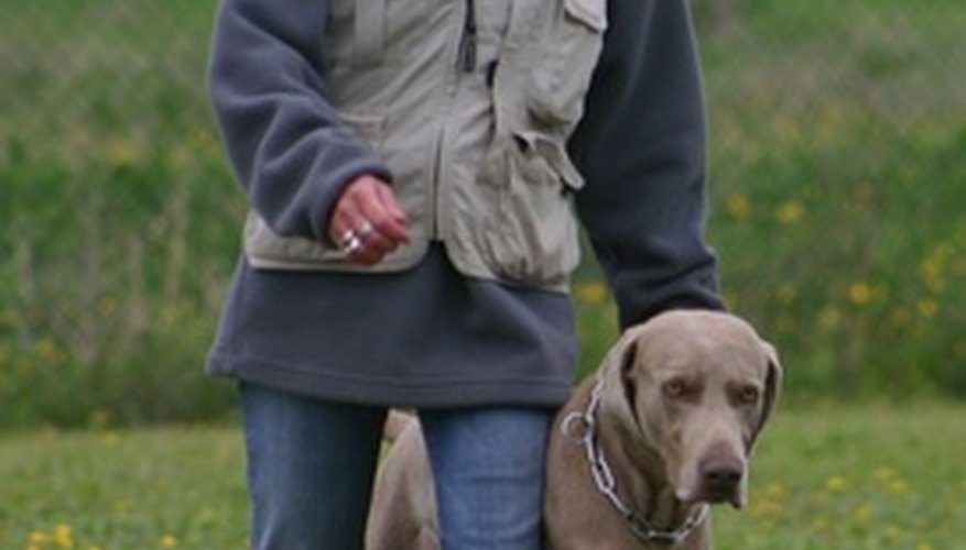 Photo Credit: beau couple image by Eric MATVEEFF from <a href='http://www.fotolia.com'>Fotolia.com</a> Correct heeling is difficult to train a dog to do.