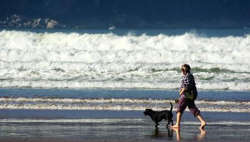 Photo Credit: Walking the dog image by Imagenatural from <a href='http://www.fotolia.com'>Fotolia.com</a> A long walk can help burn off your dog's excess energy.
