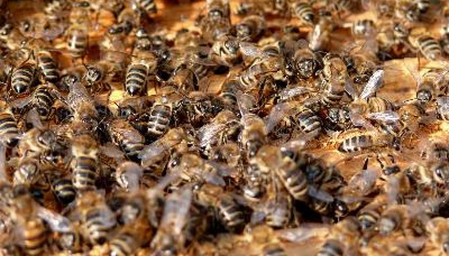 bees falling from kitchen light fixture