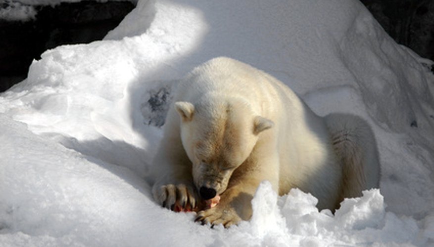 Los osos polares deben cambiar sus hábitos alimenticios como resultado del hielo que retrocede.