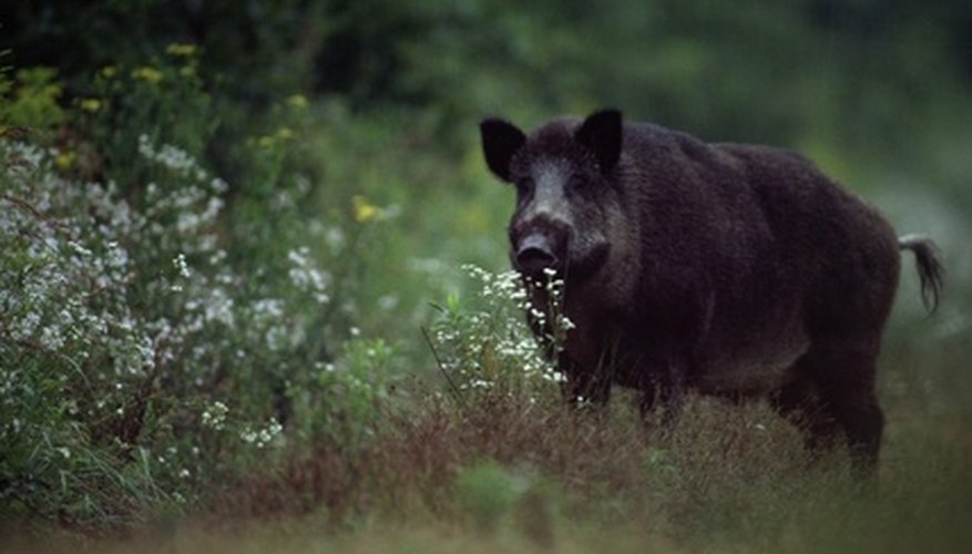 Upper Michigan Russian Boar Hunting