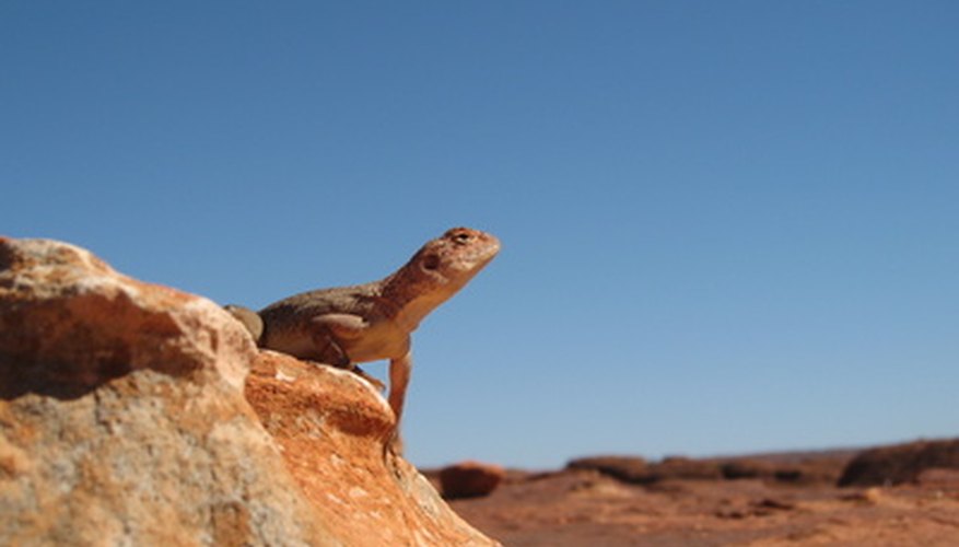 Los lagartos viven en los desiertos australianos.
