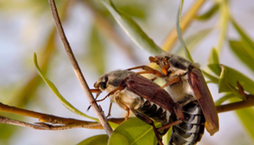 Beneficial Insects Beneficial Insects