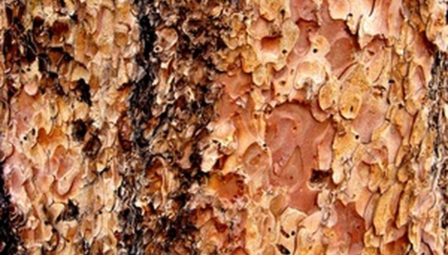 Copper Beech Tree Diseases | Garden Guides