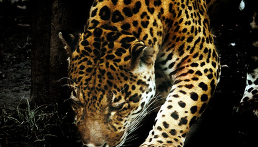 Photo Credit: jaguar predator image by Pali A from <a href='http://www.fotolia.com'>Fotolia.com</a> Jaguars are one of the rarest and most revered species in Honduras.