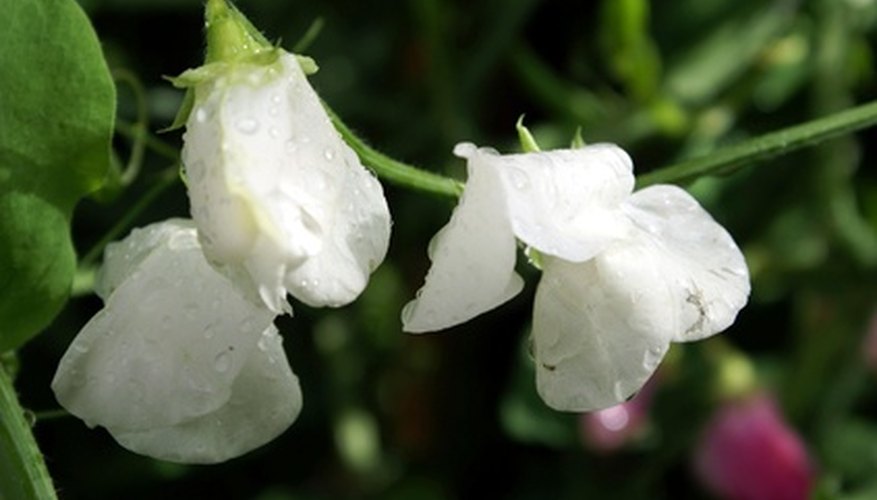 Sweet Pea Flower Colors | Garden Guides