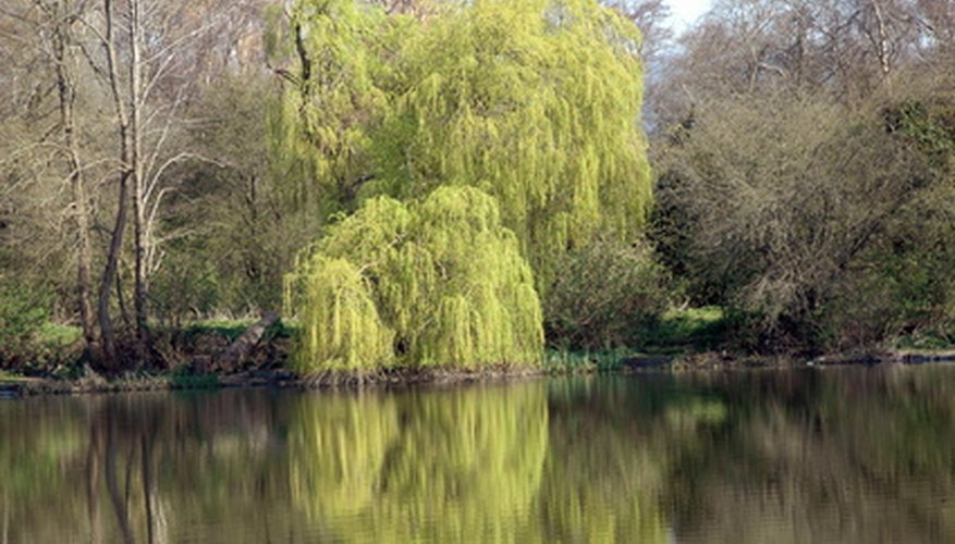 Types of Willow Bushes and Trees | Sciencing