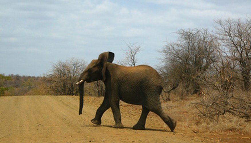 Photo Credit: Young savanna elephant image by Elzbieta Sekowska from <a href='http://www.fotolia.com'>Fotolia.com</a> Elephants make their homes in the savannas of Africa.