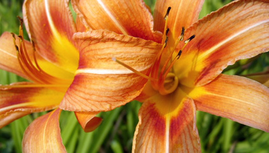 Deer Resistant Tiger Lily | Garden Guides