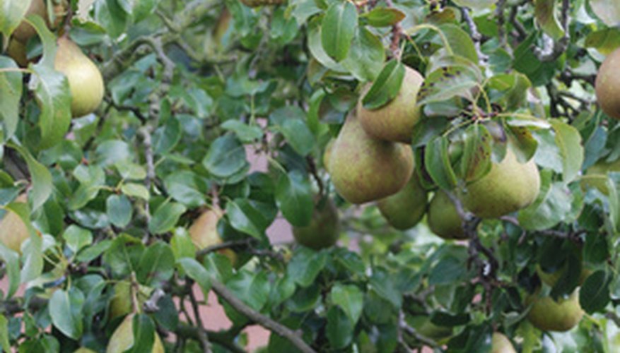 How to Prune Old Pear Trees | Garden Guides