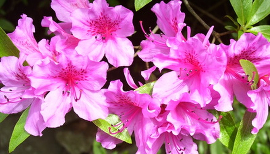 Different Types Of Azaleas 