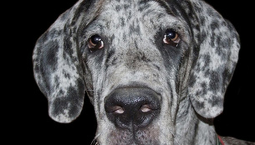 Photo Credit: Surprised merle great dane puppy staring at the camera image by velora from <a href='http://www.fotolia.com'>Fotolia.com</a> The Great Dane is a popular breed of dog in America.