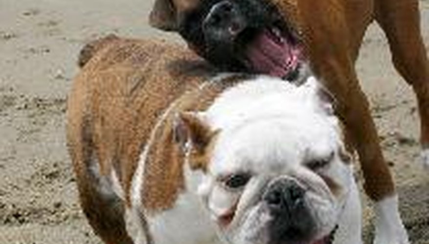 Photo Credit: Bulldog and Boxer at the Beach image by ilumus photography from <a href='http://www.fotolia.com'>Fotolia.com</a> Walks and play time are good forms of exercise.