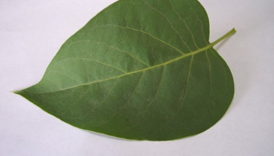 La clorofila es el pigmento verde que se encuentra más abundantemente dentro de las hojas de las plantas.