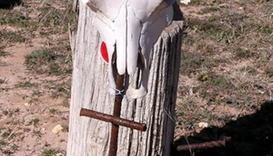 Some artists display their painted skulls in a natural setting. Some artists display their painted skulls in a natural setting.