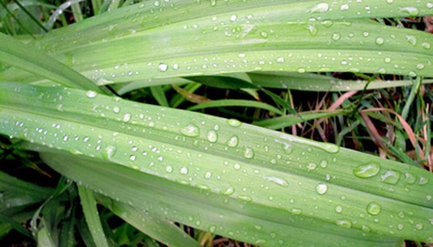 Photo Credit: dew image by Filip Pivarci from <a href='http://www.fotolia.com'>Fotolia.com</a> The dew point can be determined if the temperature and relative humidity are known.