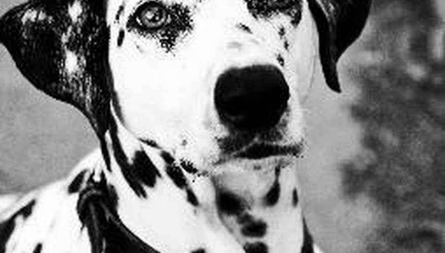 Photo Credit: Dalmation image by worlock1 from <a href='http://www.fotolia.com'>Fotolia.com</a> Resist the urge to get dogs made famous because of movies. Dalmatians are not for everyone.
