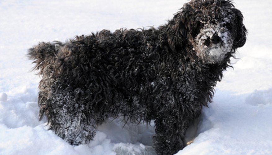 Photo Credit: dog image by Zbigniew Nowak from <a href='http://www.fotolia.com'>Fotolia.com</a> Dogs with long, curly fur will need regular grooming to keep a healthy coat.