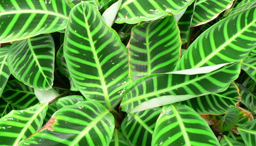  Calathea  Plant Care Garden Guides