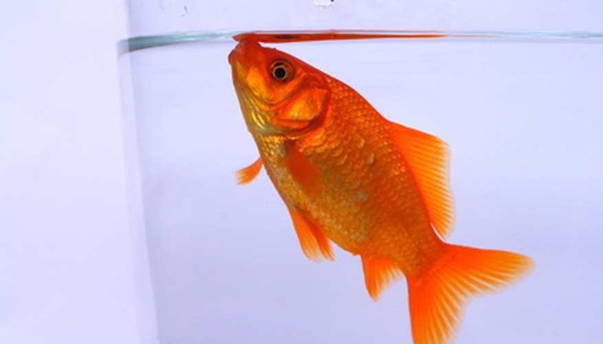 Photo Credit: goldfish image by martin schmid from <a href='http://www.fotolia.com'>Fotolia.com</a> Use these fish behavior science fytair ideas.