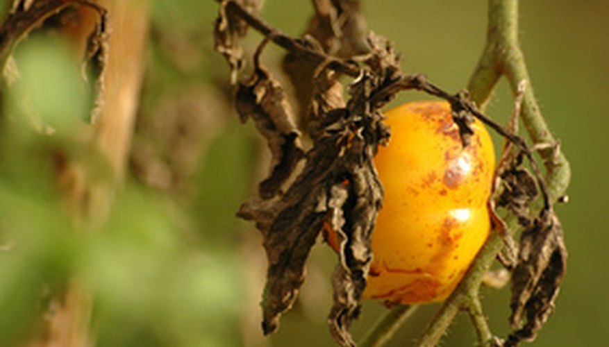 Tomato Plants & Heat | Garden Guides