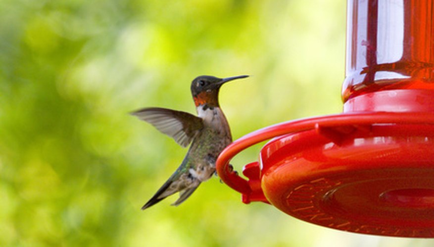 Los colibríes son silvestres y exóticos y es probable que estén en tu propio patio.